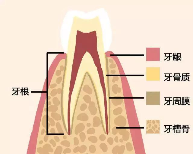 一张动态图告诉你，牙齿是怎么脱落的...
