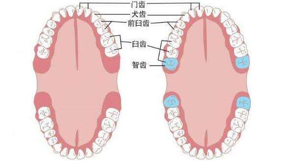 天天念叨的智齿，拔还是不拔？